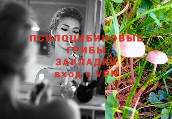 стаф Алзамай
